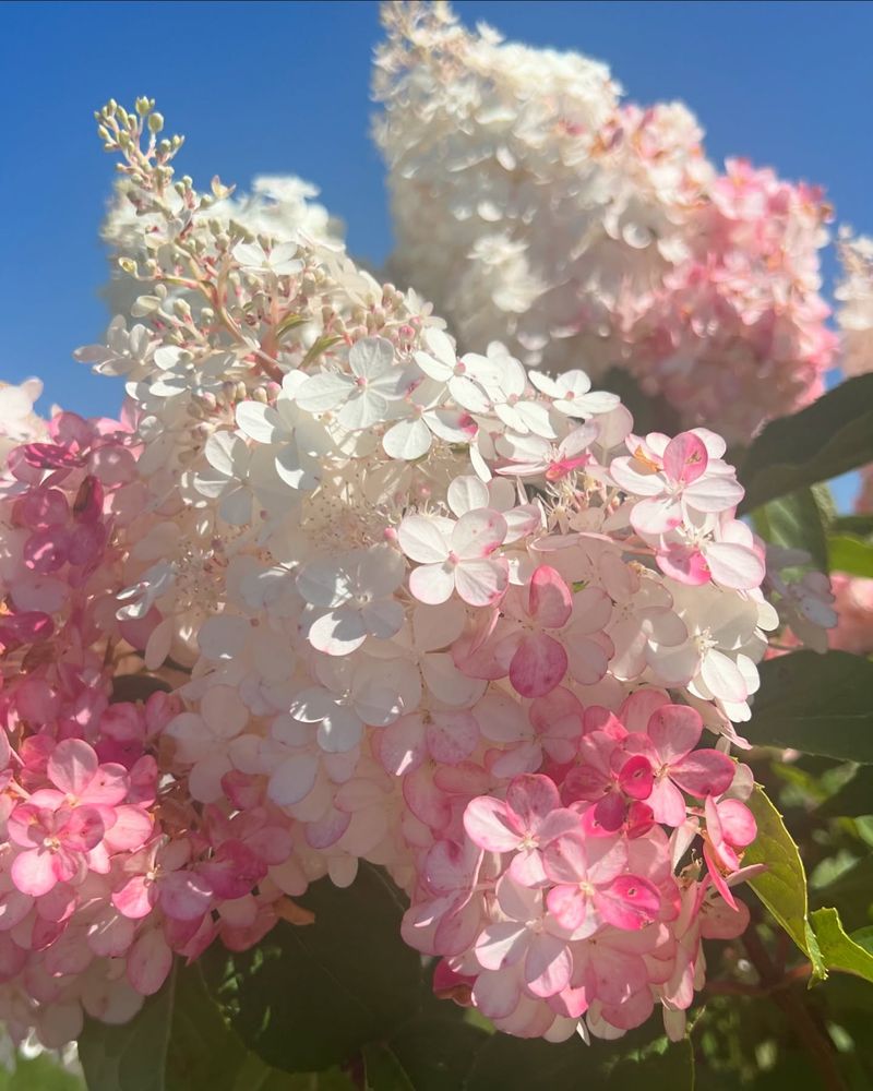 PeeGee Hydrangea (Hydrangea paniculata)