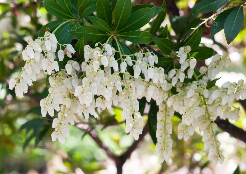 Japanese Pieris 'Cavatine'