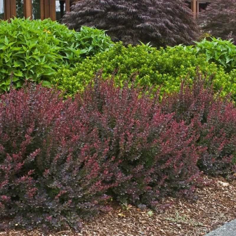 Barberry
