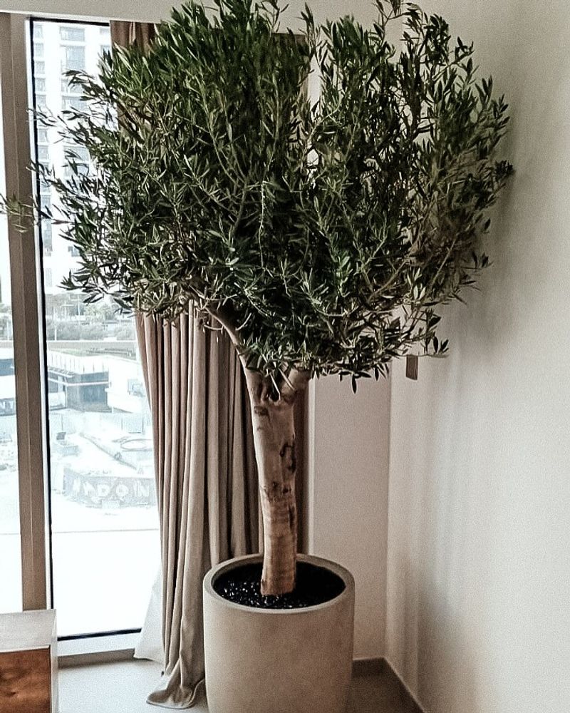 Olive Tree