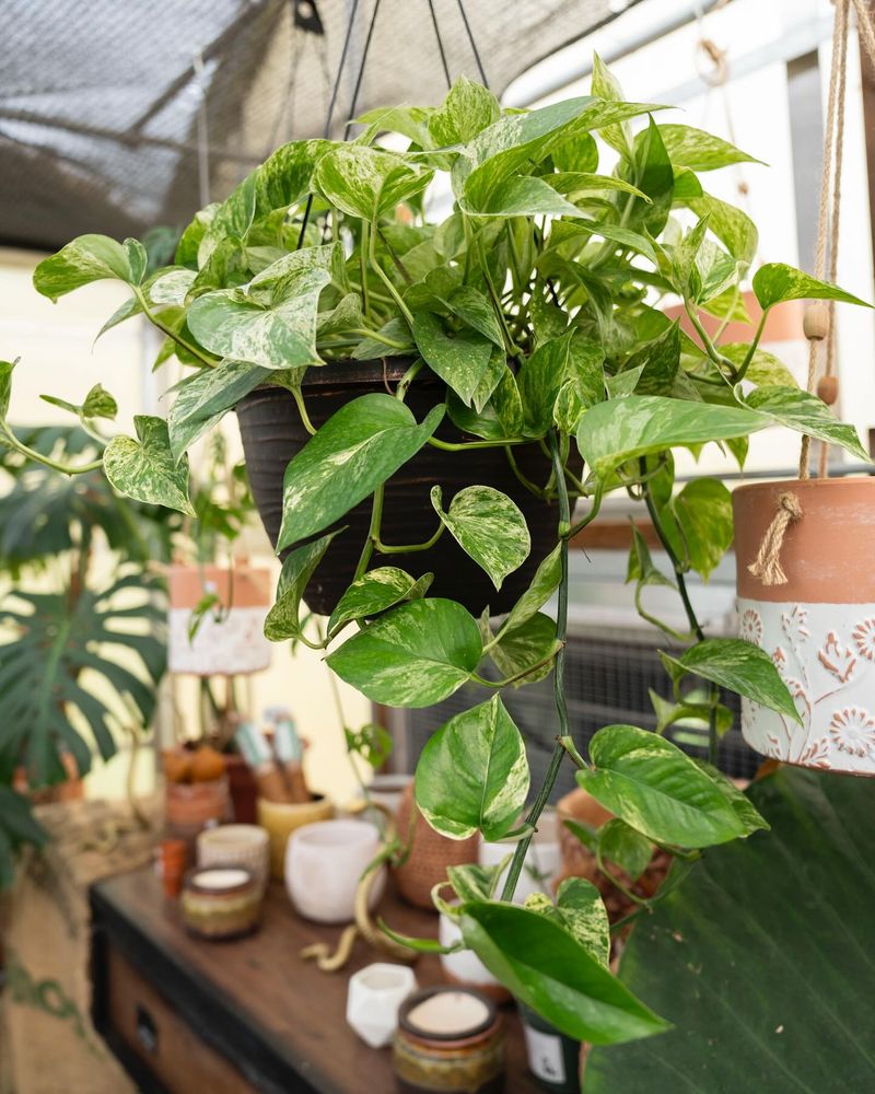 Pothos
