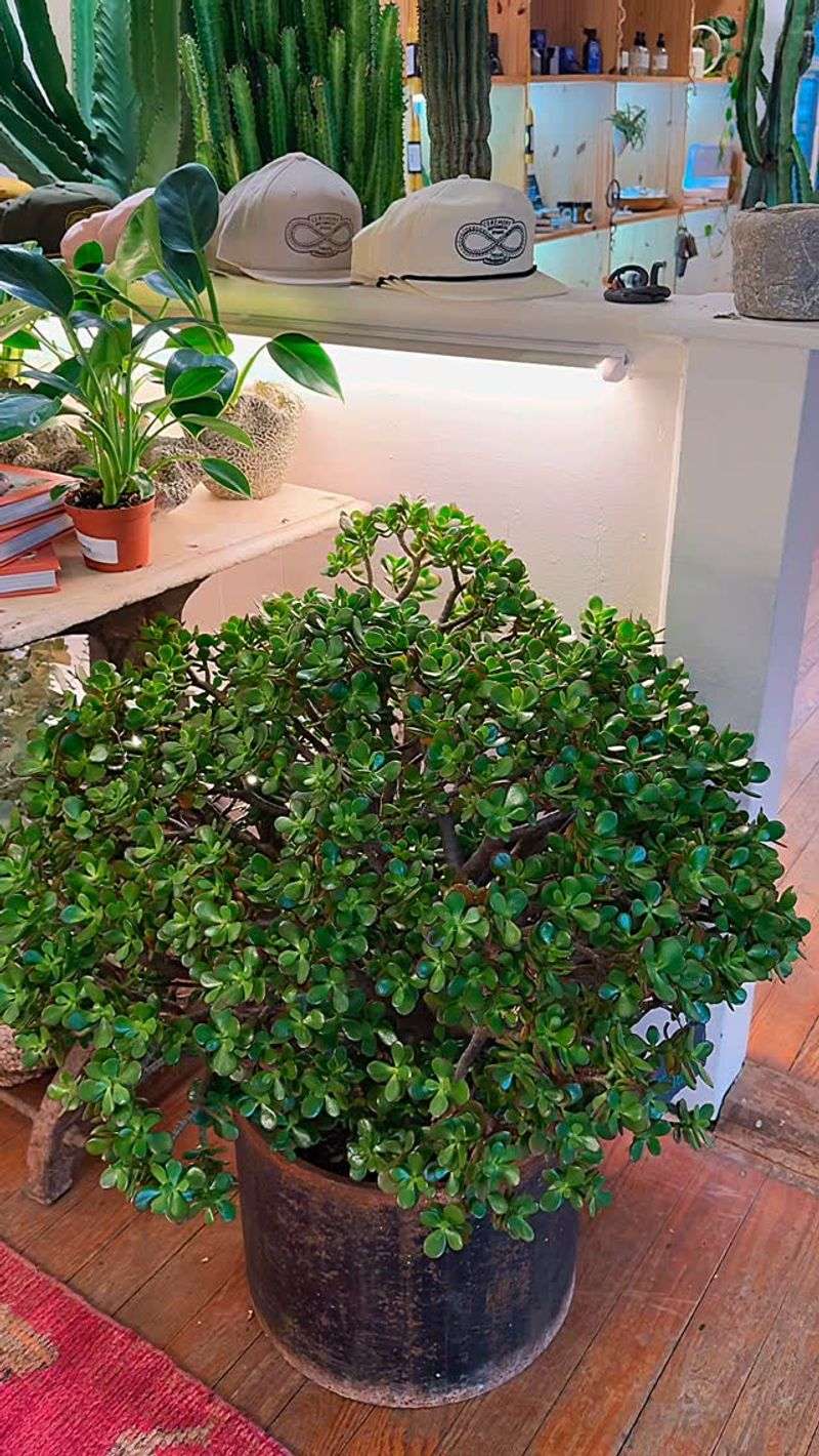 Jade Plant's Outdoor Color Show