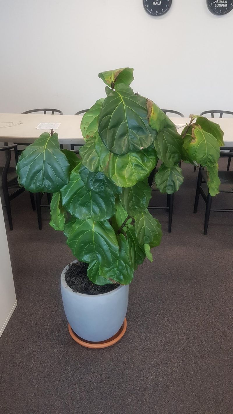 Fiddle Leaf Fig