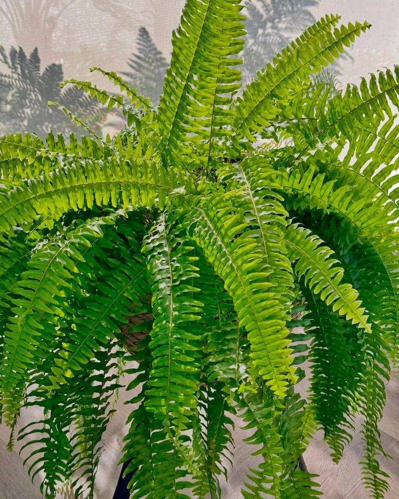 Boston Fern (Nephrolepis exaltata)