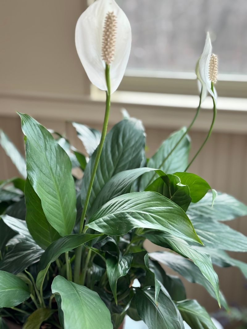 Peace Lily: The Elegant Workhorse