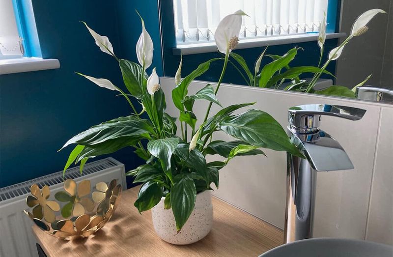 Peace Lily: The Shower-Loving Purifier