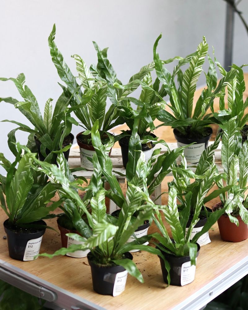 Bird's Nest Fern