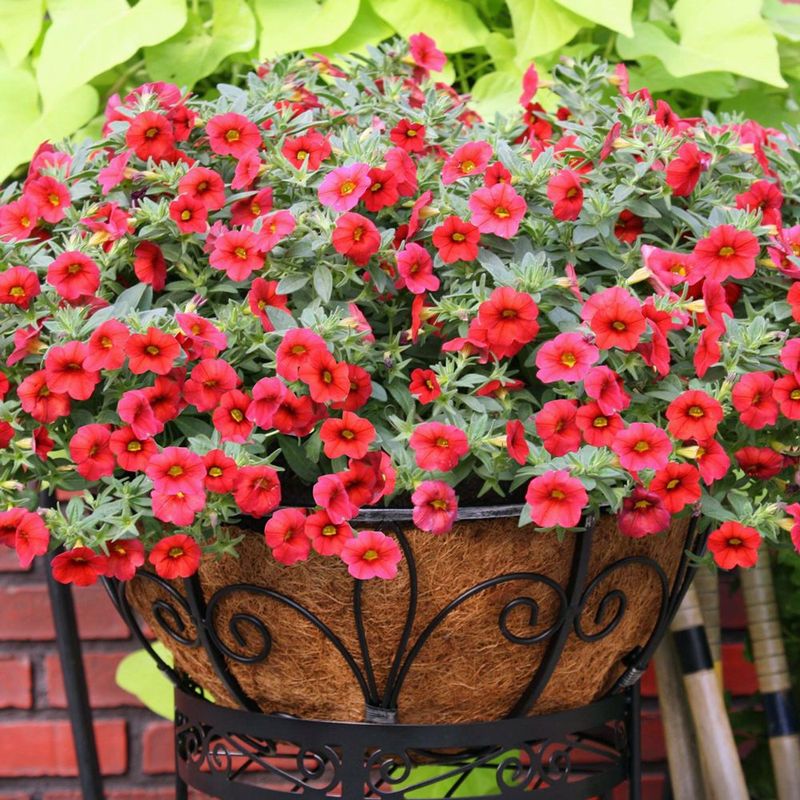 Calibrachoa Cascades