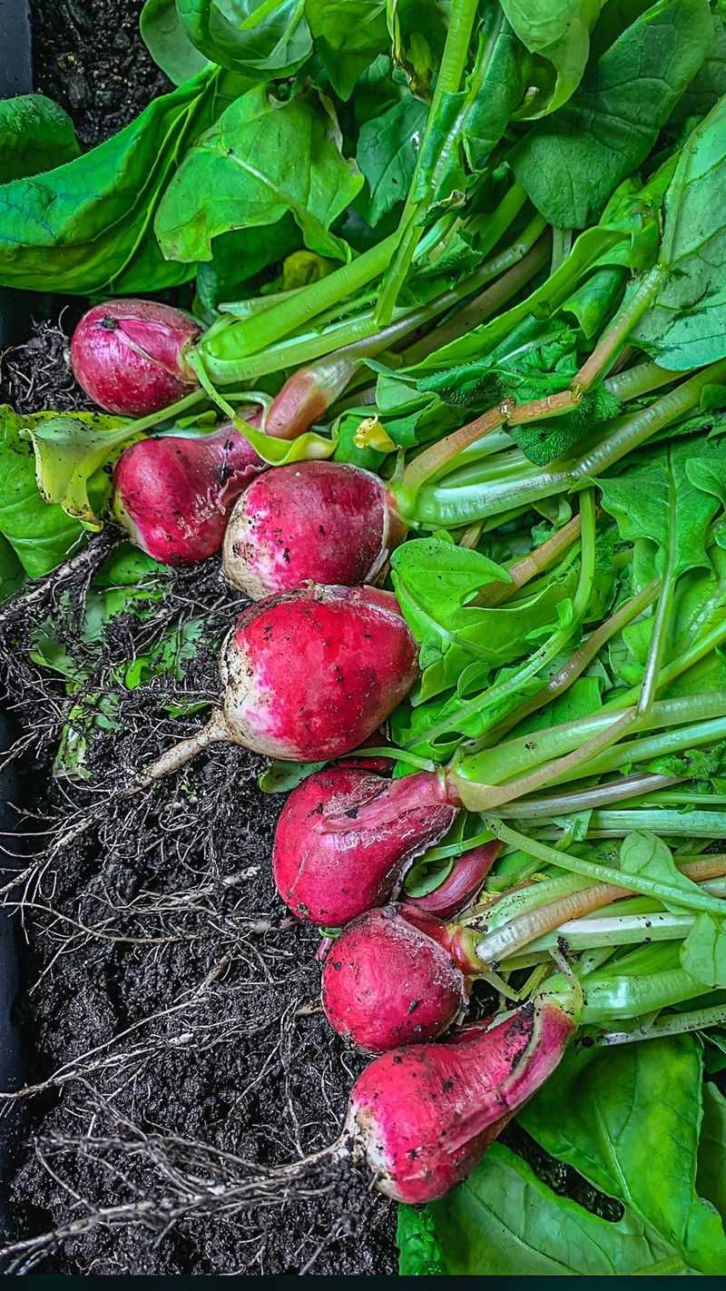 Radishes