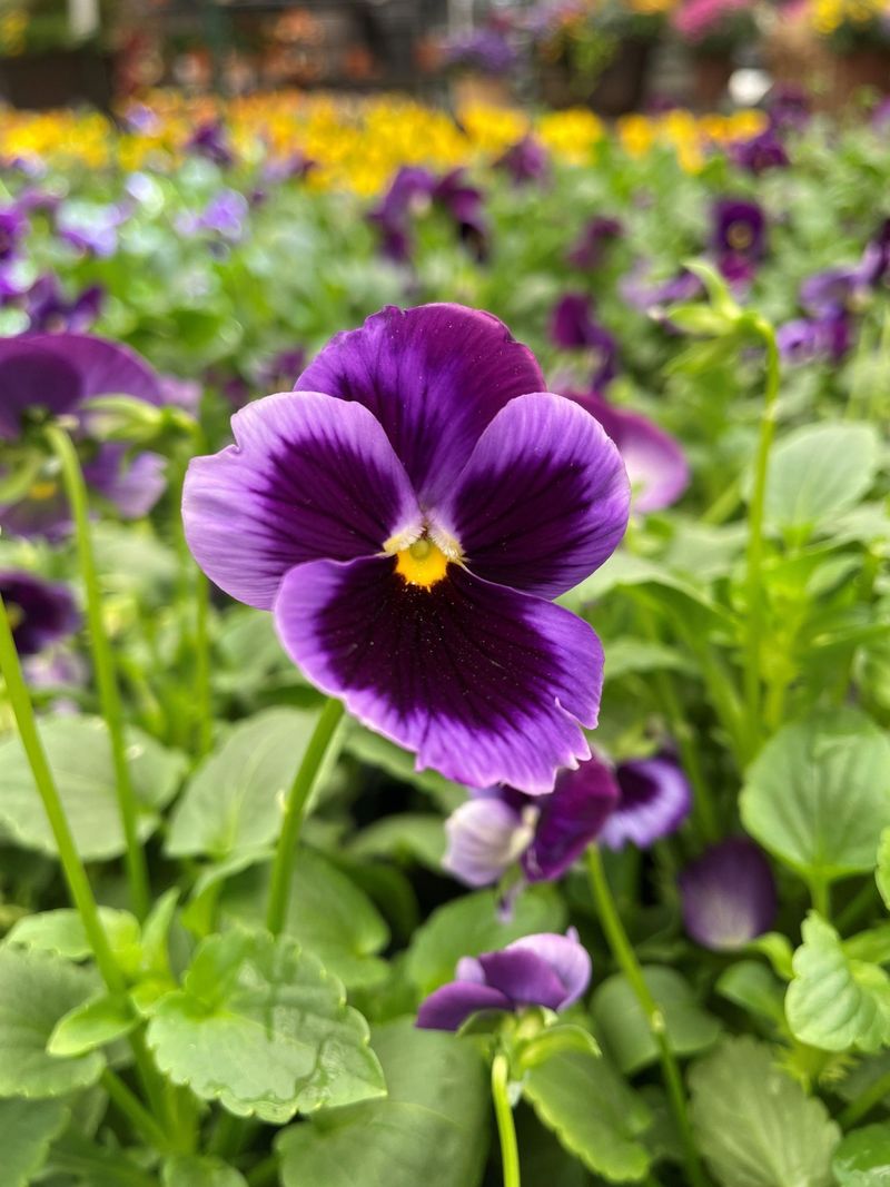 Pansies
