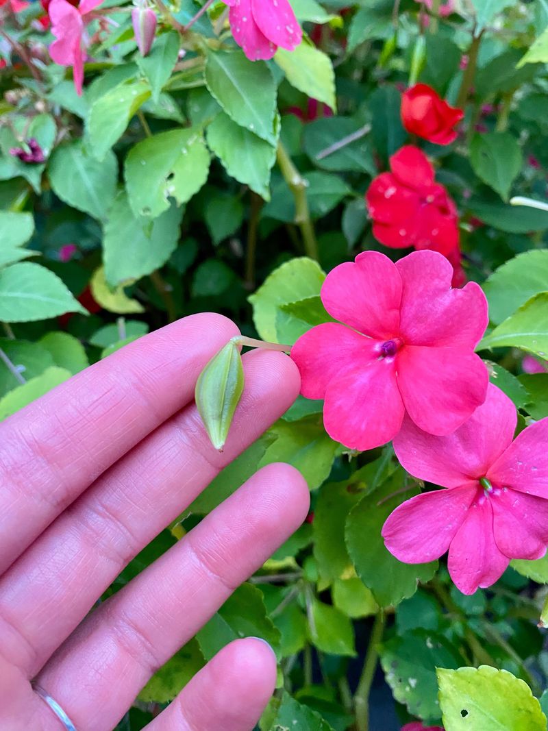 Impatiens
