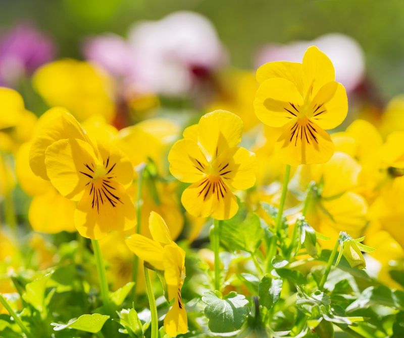 Yellow Pansies