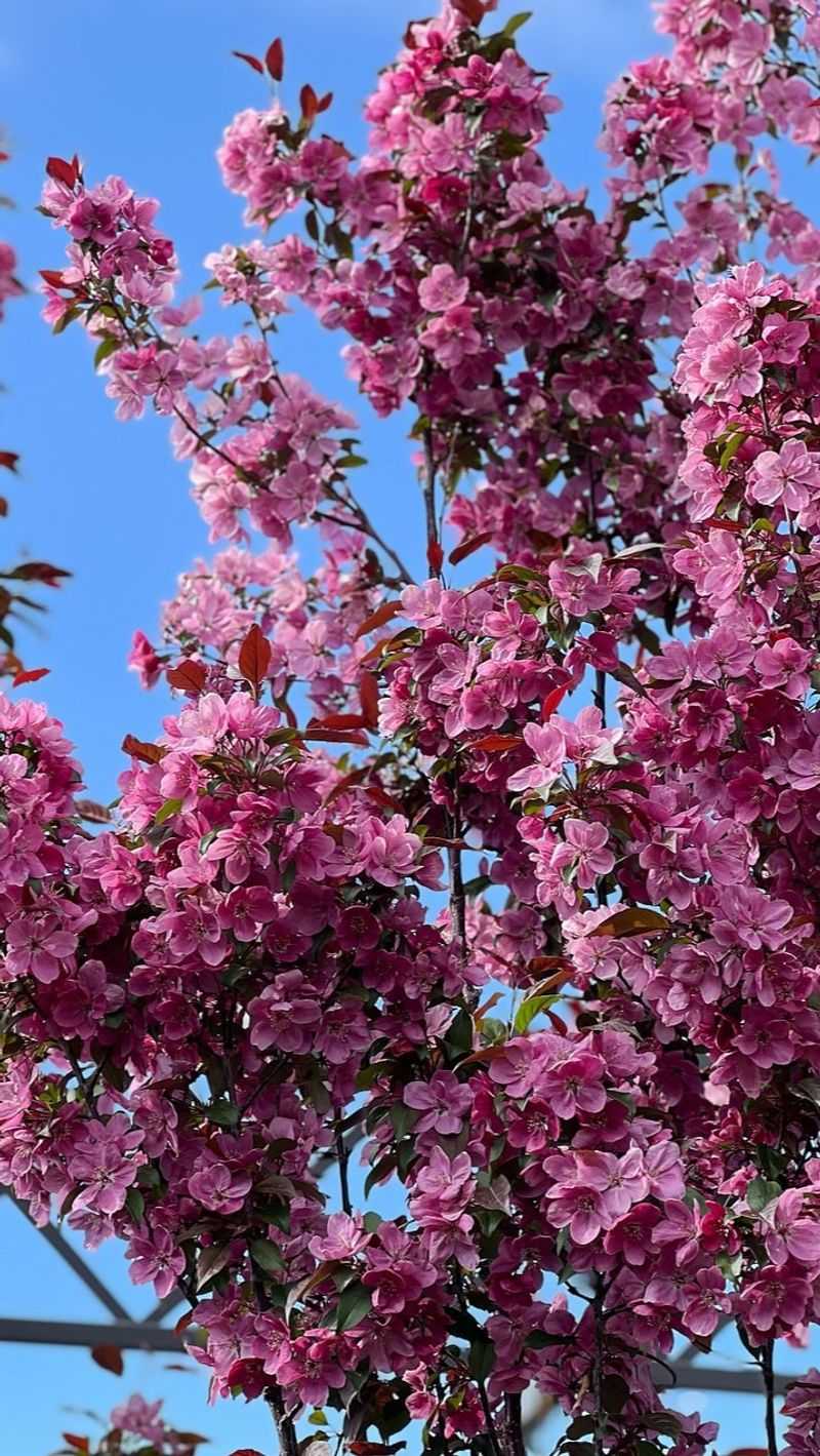 Crabapple Trees