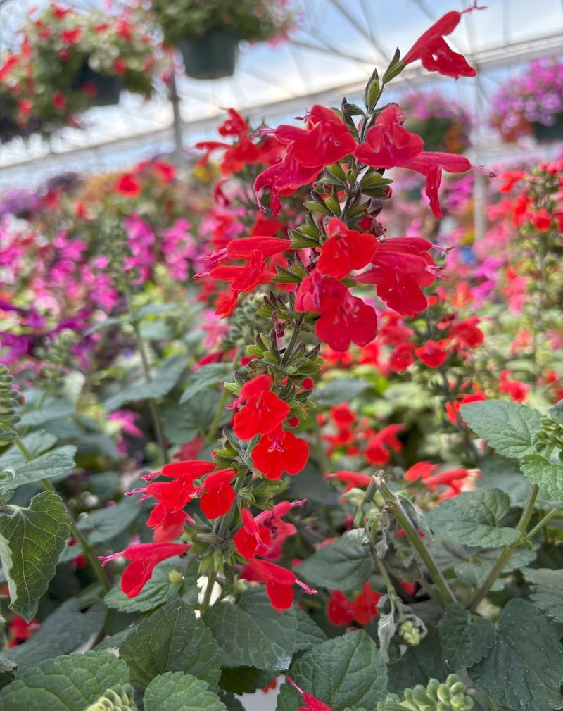 Salvia