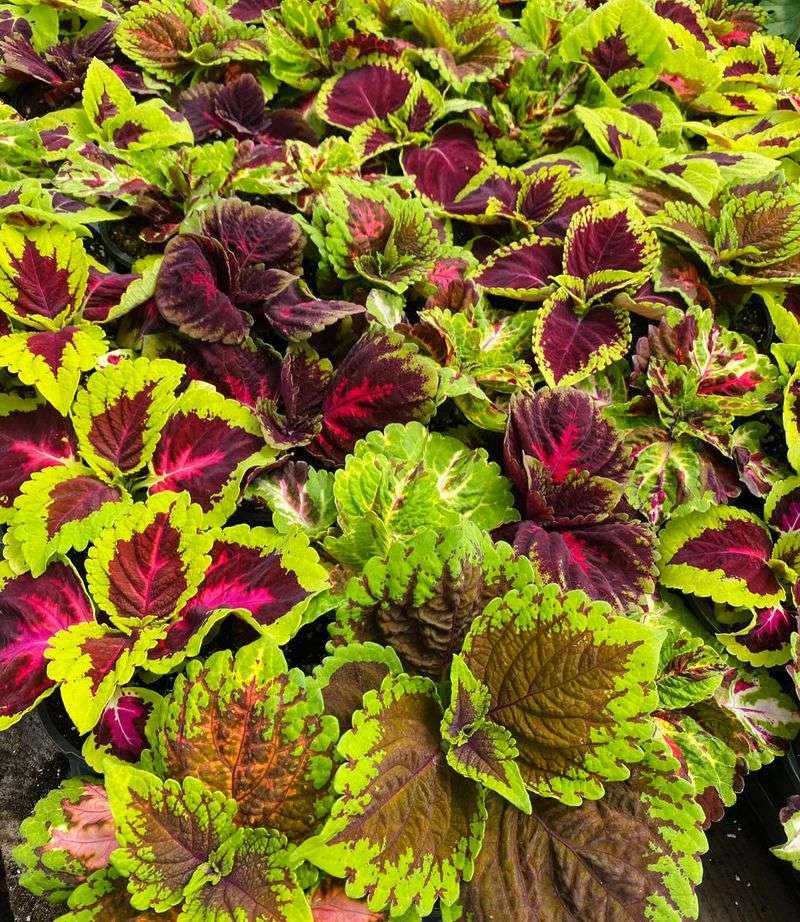 Coleus
