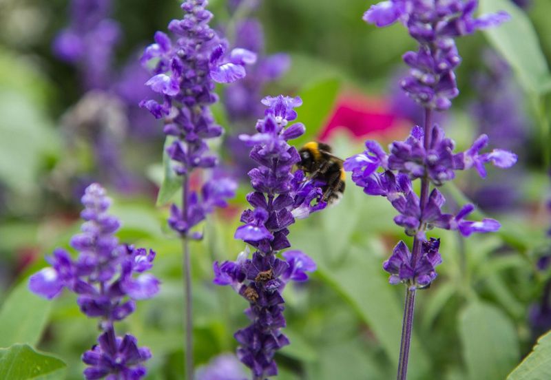 Salvia (Salvia splendens)