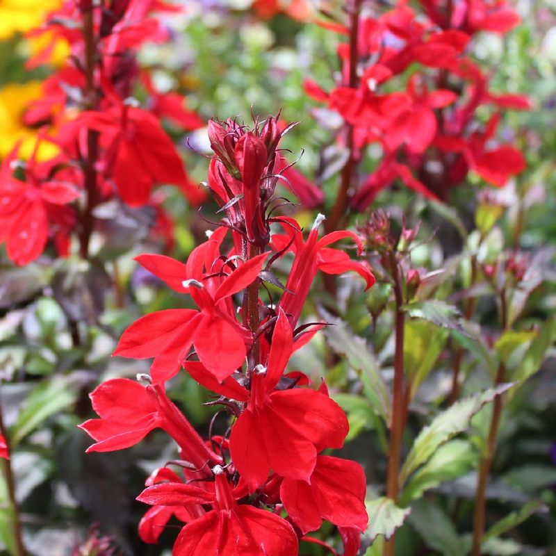 Lobelia From Seed