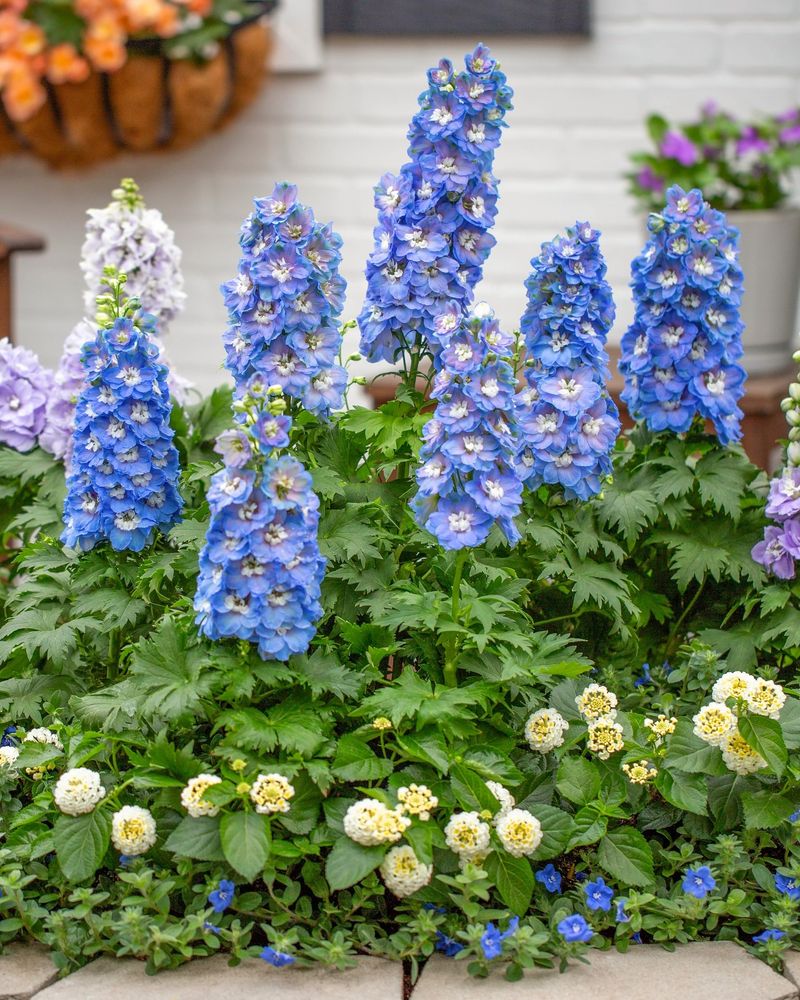 Delphinium's Fleeting Drama