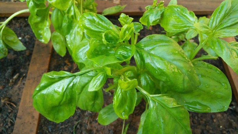 Basil Barely Begins