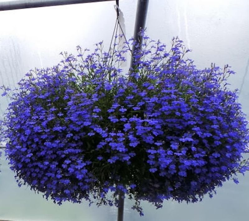 Lobelia - Cascades Of Tiny Blooms