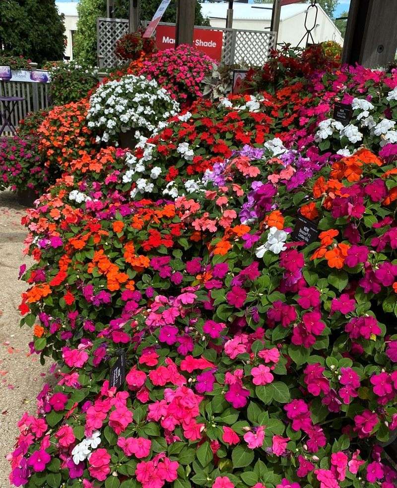 Impatiens - Shade Garden Saviors