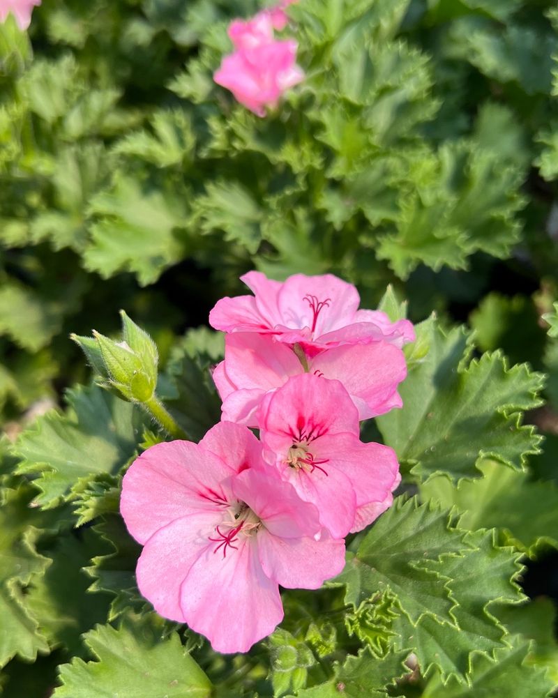 Geraniums