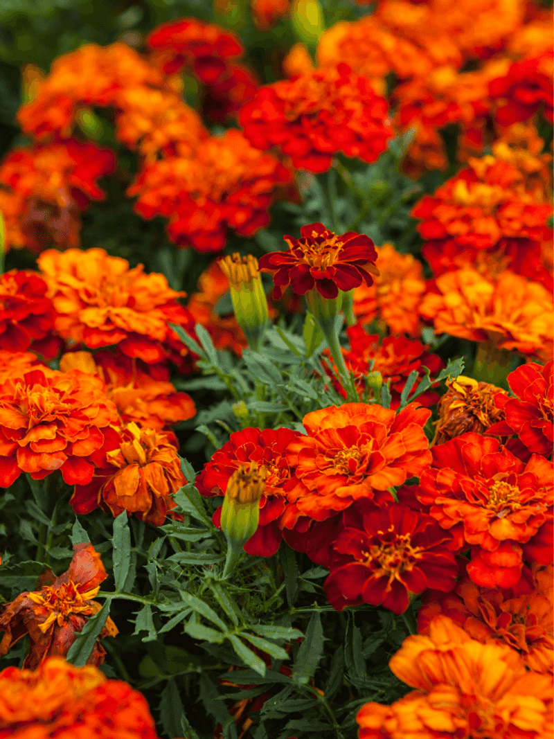 Marigolds