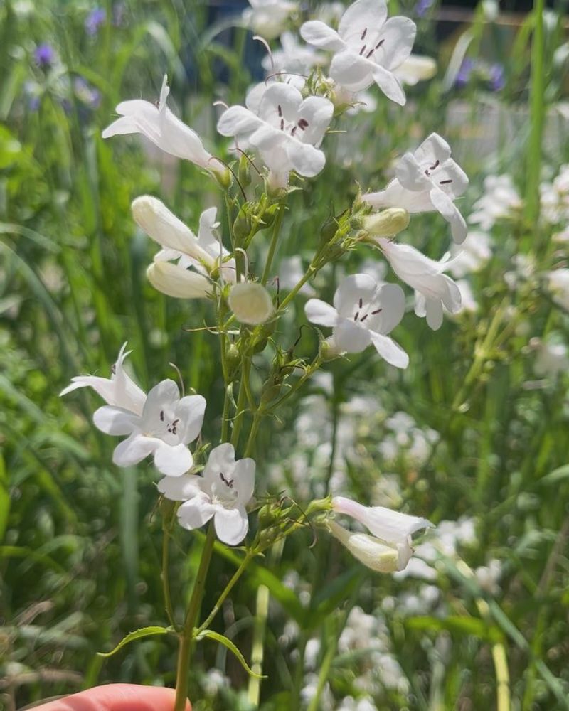 Foxglove Beardtongue
