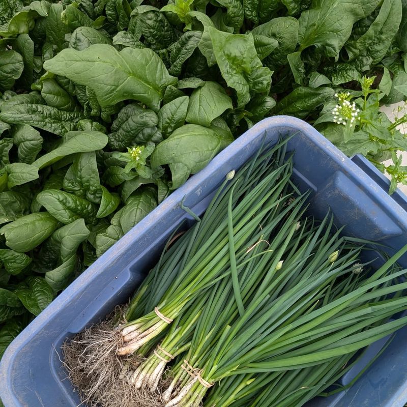 Green Onions