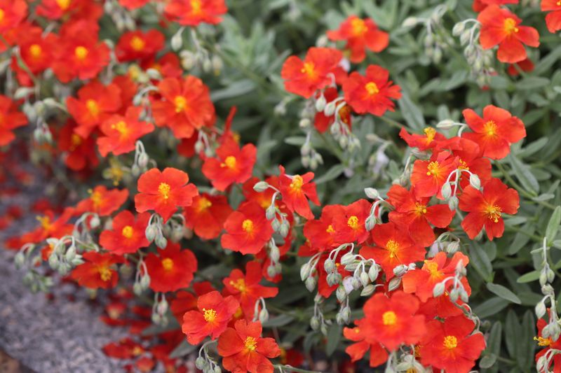 Helianthemum (Sun Rose)