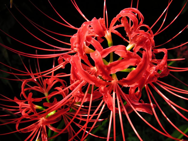 Spider Lily