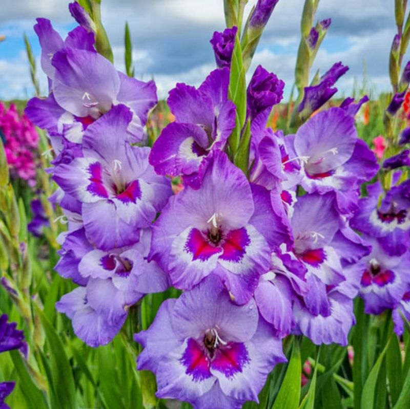 Gladiolus: Dramatic Vertical Spikes