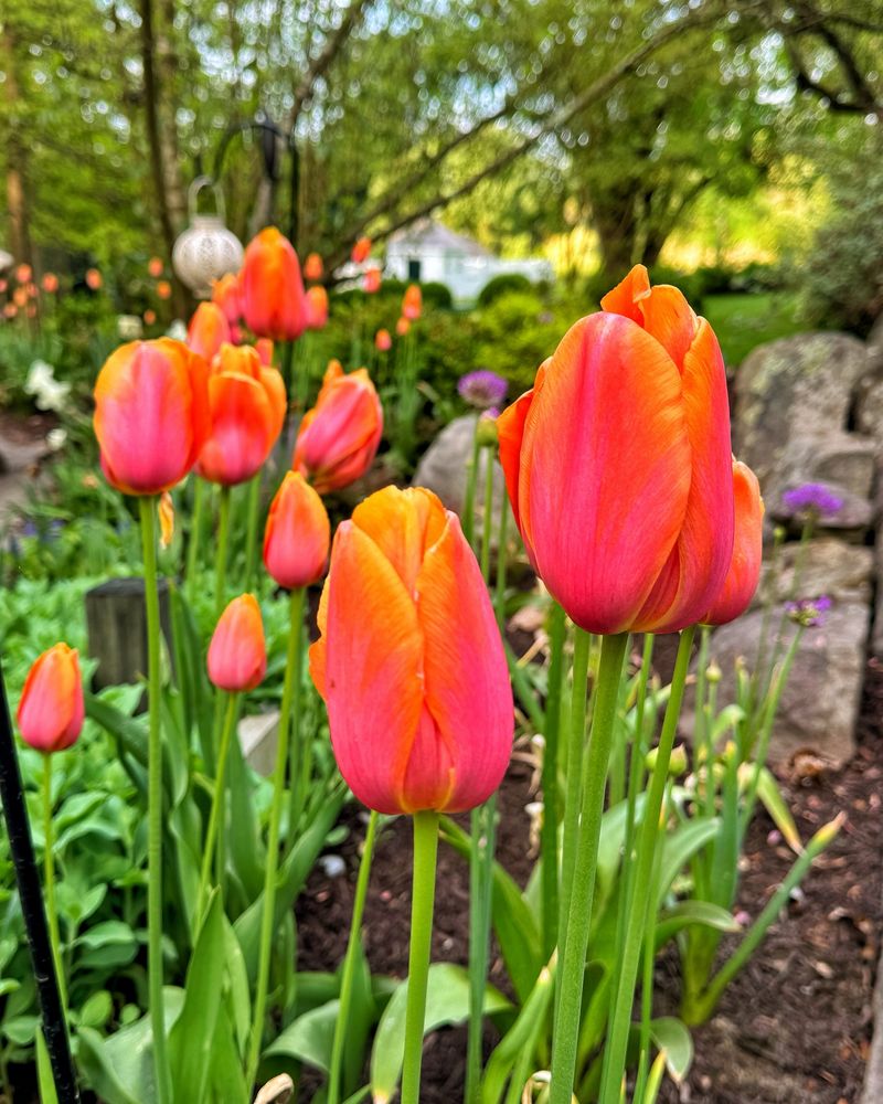 Fiery Orange and Deep Red: Sunset Glow