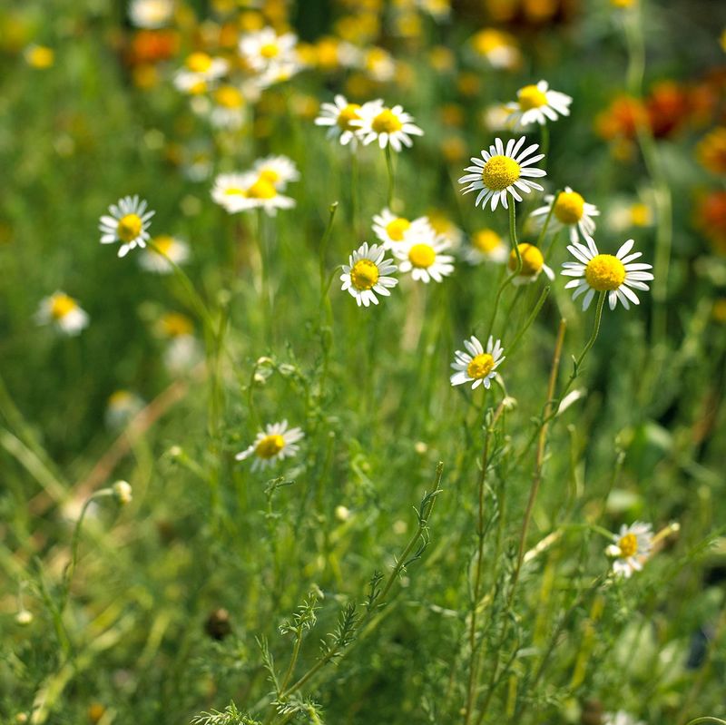 Thrives In Poor Soil