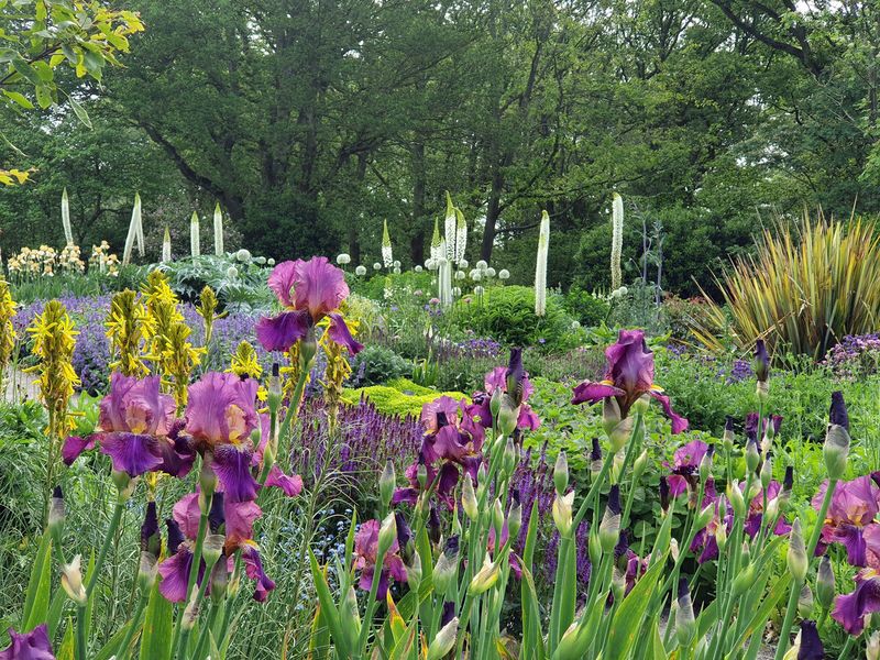 Crowded Perennial Beds