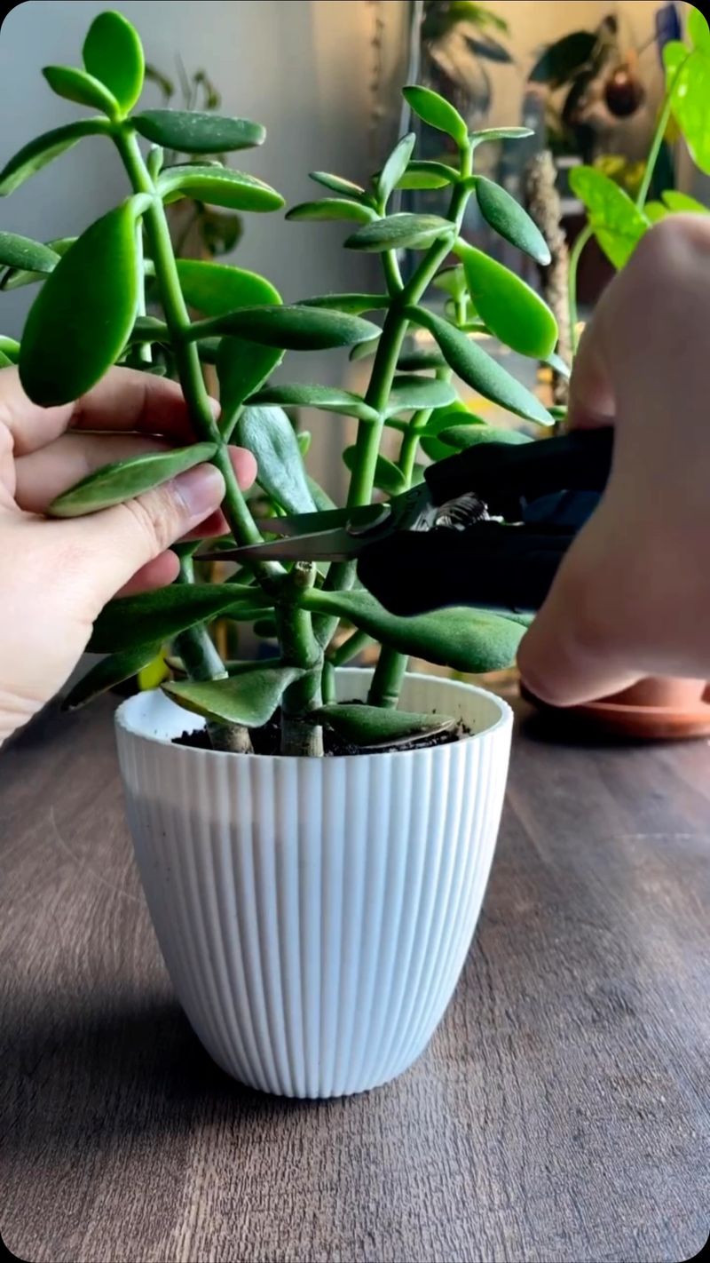 Pruning For Prosperity