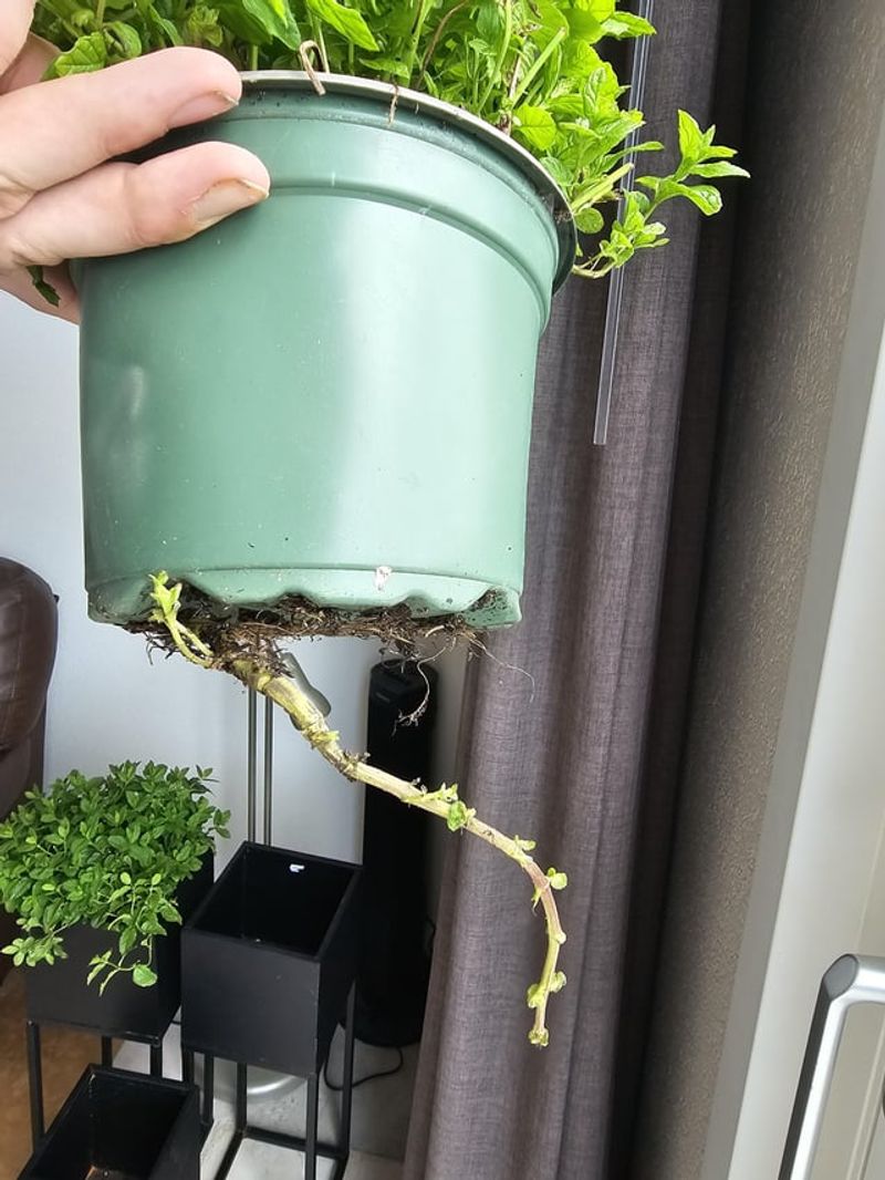 Container Escape Artist