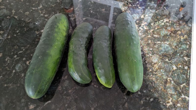 Bitter Cucumber Ends