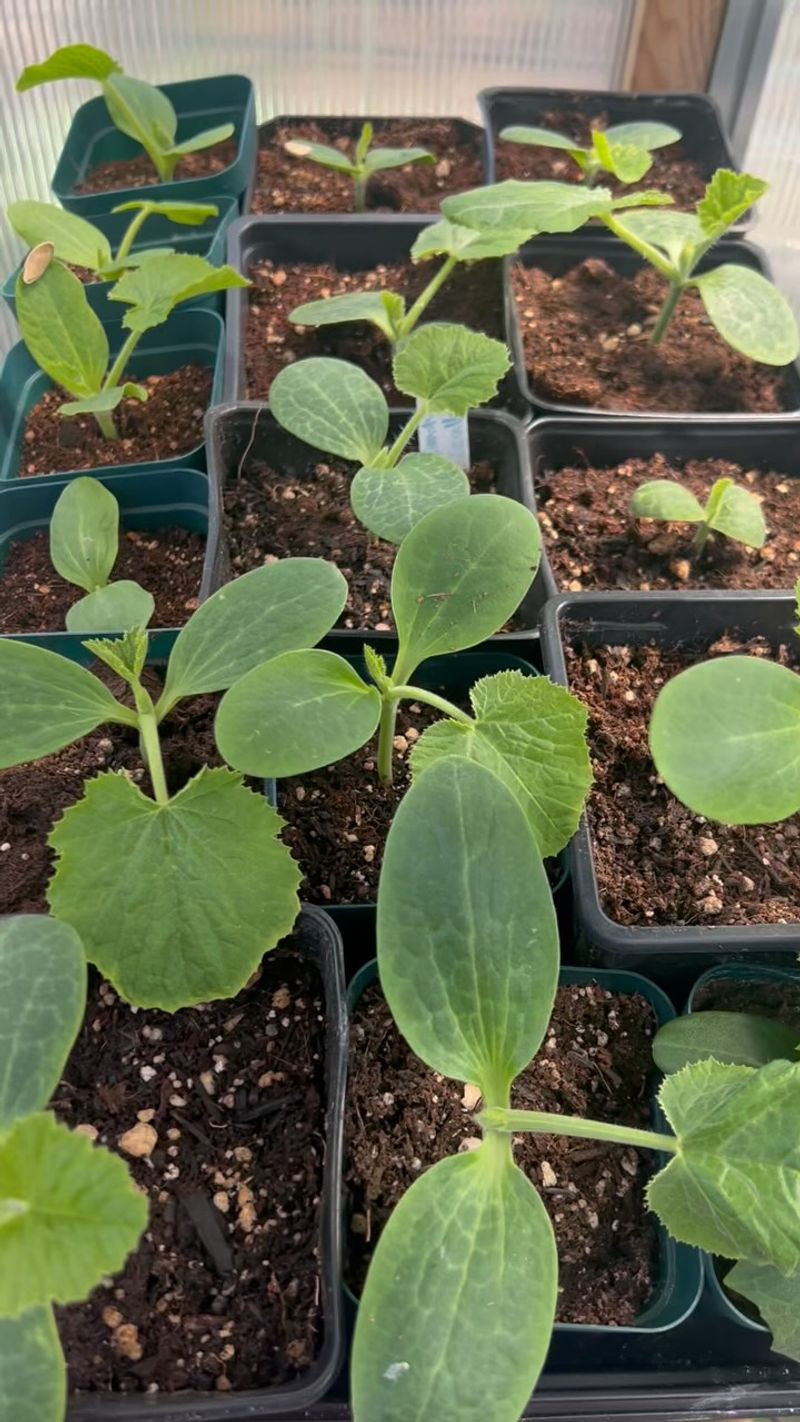 Plant At The Perfect Time