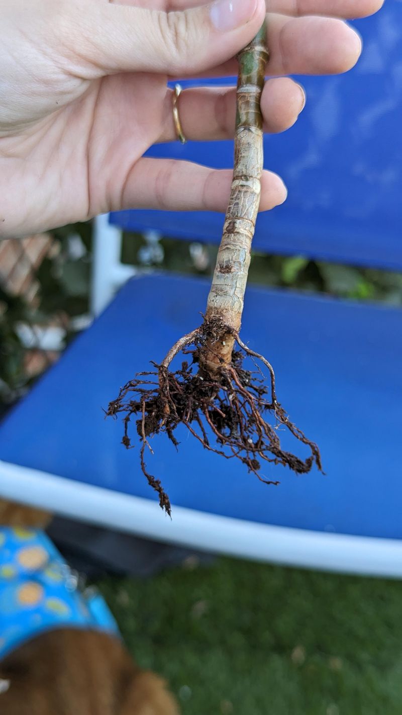 Weak Root Systems