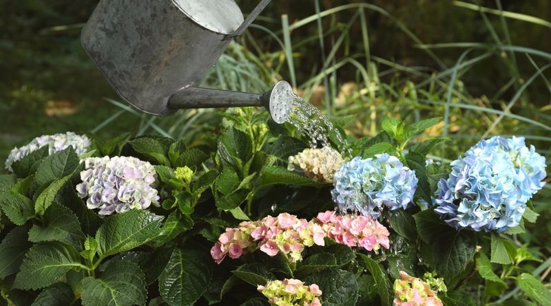 Rain Gauge Prevents Overwatering