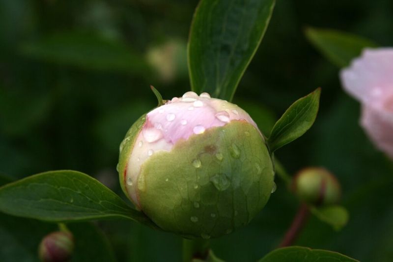 Bud Removal By Mistake