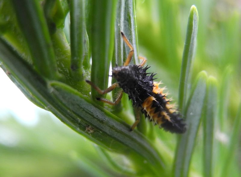 Encourage Beneficial Insects