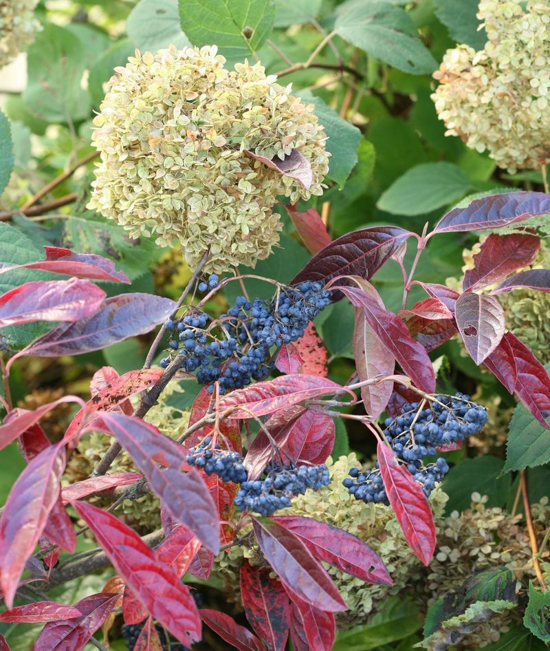 Viburnum Enhances Garden Structure