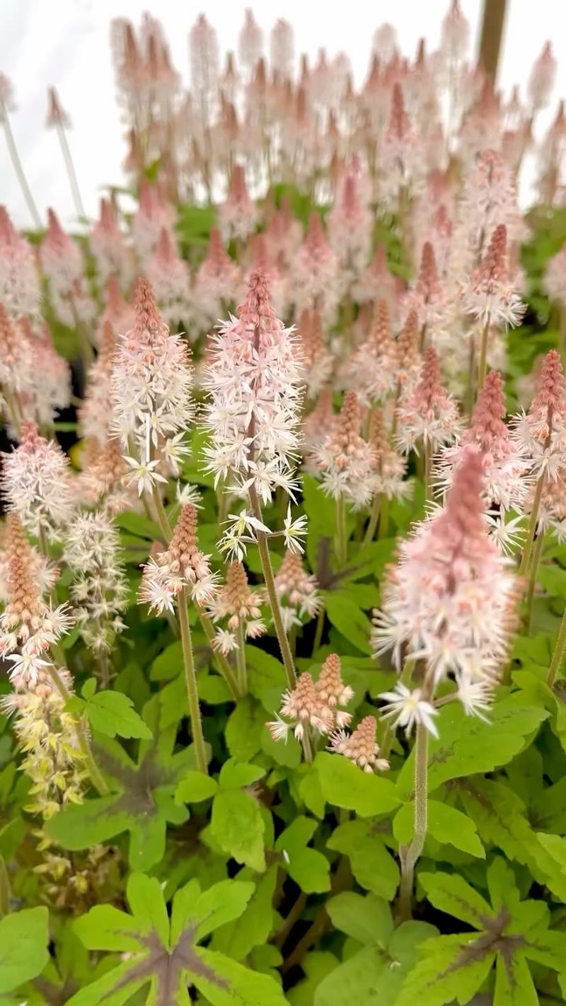 Tiarella