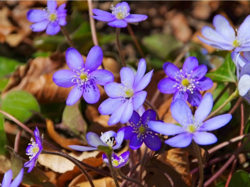 Hepatica