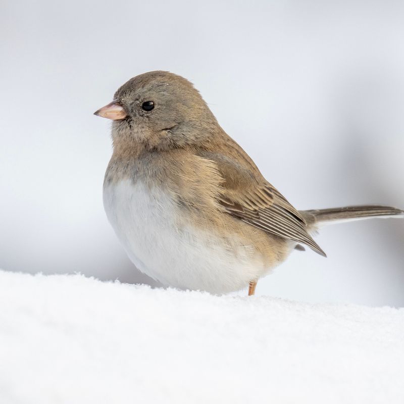 Dark-eyed Junco
