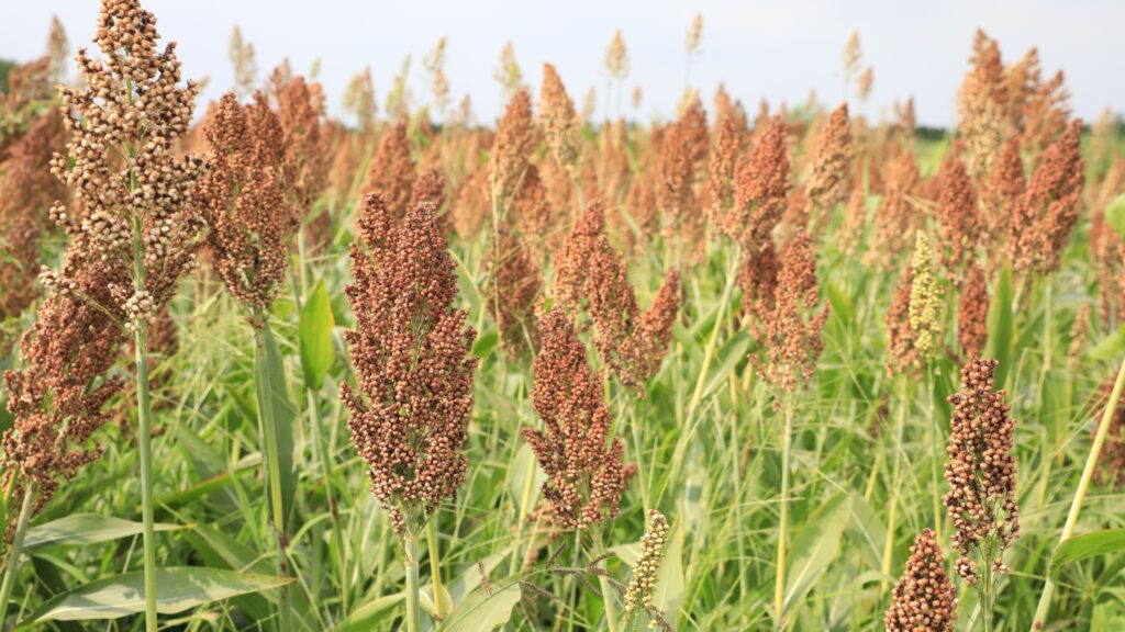 sorghum plant