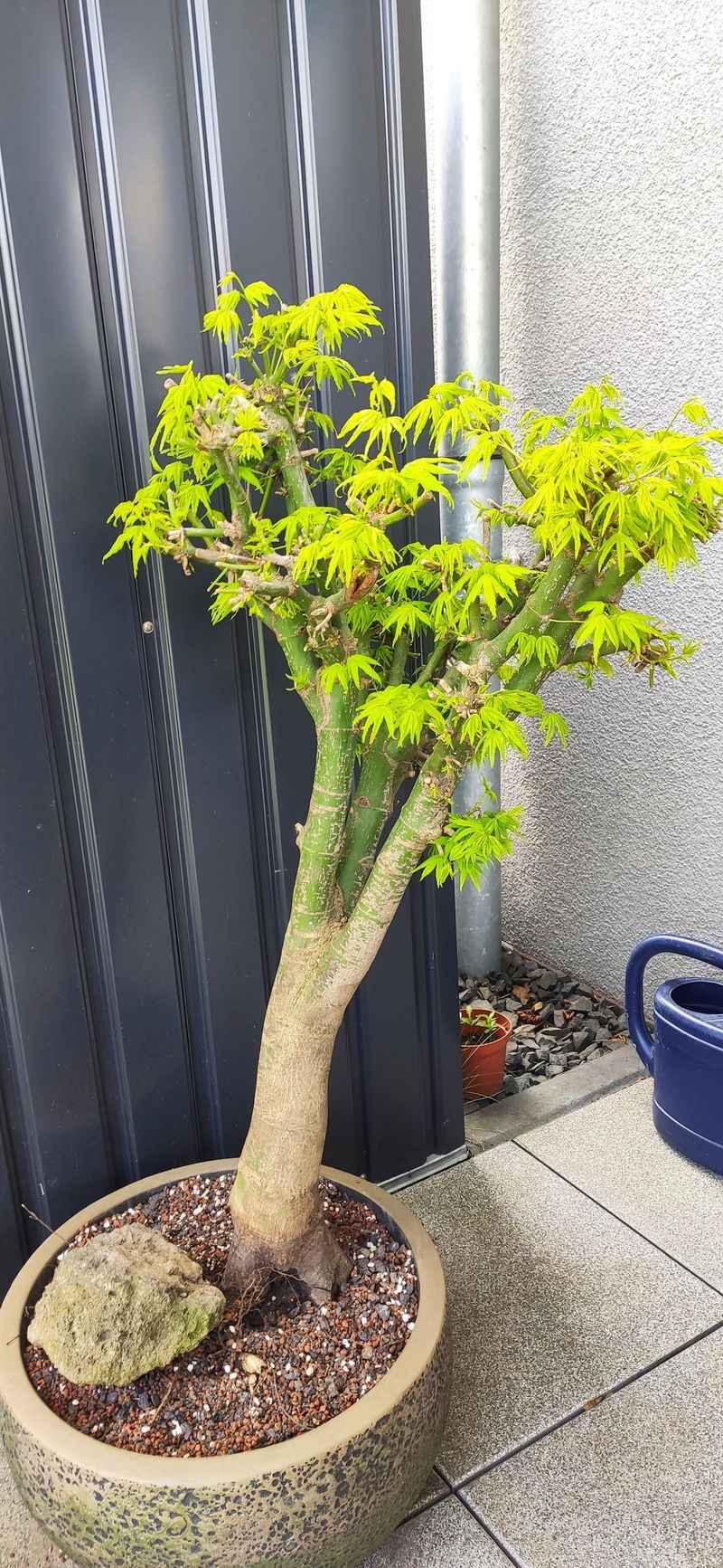 Choose the Perfect Bonsai Container