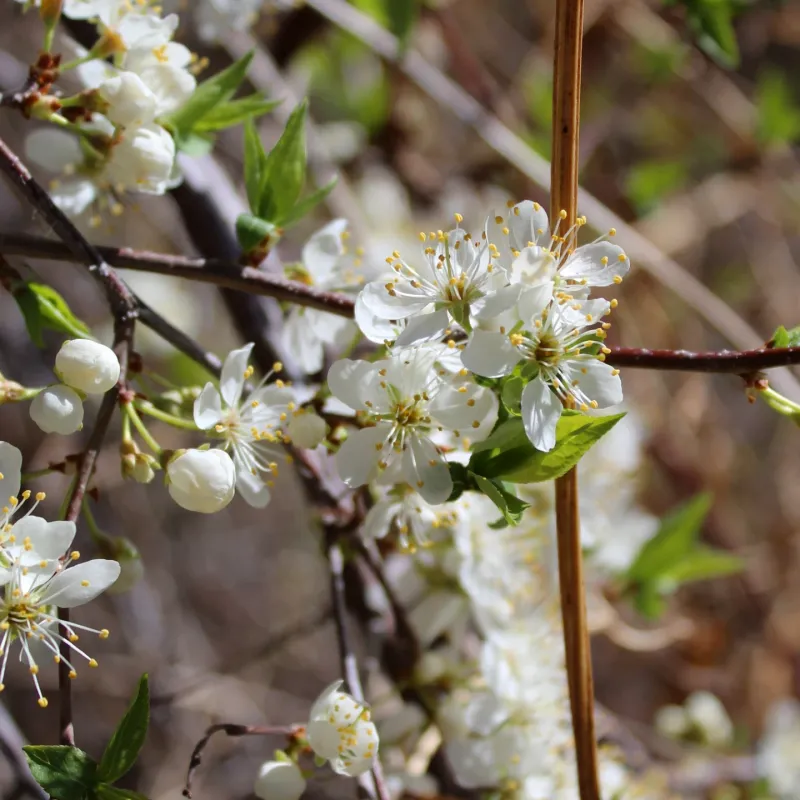 American Plum